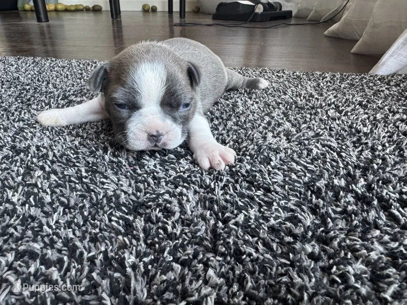 Lily CKC – Boston Terrier puppy for sale in Ceres, CA