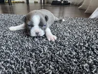 Lily CKC, a female Boston Terrier for sale in Ceres, CA – 1 of 6