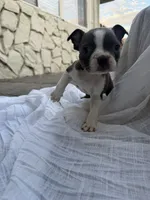 Ivy  CKC, a female Boston Terrier for sale in Ceres, CA – 7 of 9