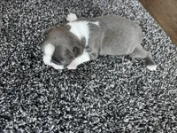 Lily CKC, a female Boston Terrier for sale in Ceres, CA – 6 of 6