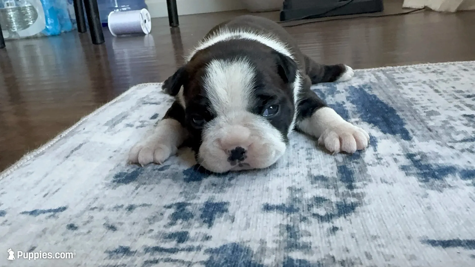 Daisy CKC, a female Boston Terrier for sale in Ceres, CA – 1 of 7