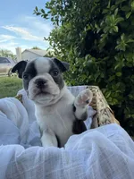 Lily CKC, a female Boston Terrier for sale in Ceres, CA – 5 of 9