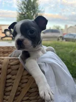Ivy  CKC, a female Boston Terrier for sale in Ceres, CA – 3 of 9