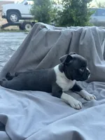 Rose CKC, a female Boston Terrier for sale in Ceres, CA – 5 of 6