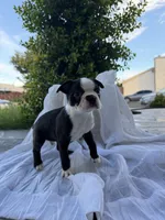 Rocky CKC, a male Boston Terrier for sale in Ceres, CA – 7 of 9