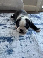 Rocky CKC, a male Boston Terrier for sale in Ceres, CA – 2 of 6