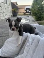 Max, a female Boston Terrier for sale in Ceres, CA – 6 of 10