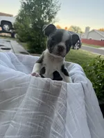 Max, a female Boston Terrier for sale in Ceres, CA – 5 of 10