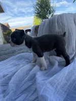 Ava CKC, a female Boston Terrier for sale in Ceres, CA – 3 of 7