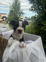 Maple CKC, a female Boston Terrier for sale in Ceres, CA – 3 of 8