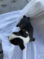 Rocky CKC, a male Boston Terrier for sale in Ceres, CA – 8 of 9