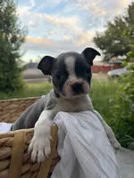 Ivy  CKC, a female Boston Terrier for sale in Ceres, CA – 4 of 9