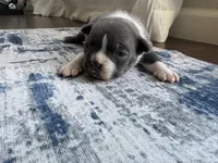 Rose CKC, a female Boston Terrier for sale in Ceres, CA – 4 of 6