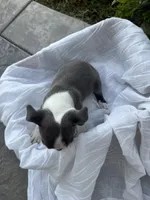 Max, a female Boston Terrier for sale in Ceres, CA – 7 of 10