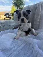 Ava CKC, a female Boston Terrier for sale in Ceres, CA – 5 of 7