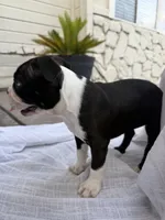 Maple CKC, a female Boston Terrier for sale in Ceres, CA – 4 of 8