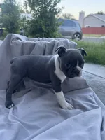 Rose CKC, a female Boston Terrier for sale in Ceres, CA – 3 of 6