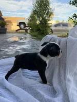 Rocky CKC, a male Boston Terrier for sale in Ceres, CA – 9 of 9