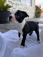 Rocky CKC, a male Boston Terrier for sale in Ceres, CA – 4 of 9