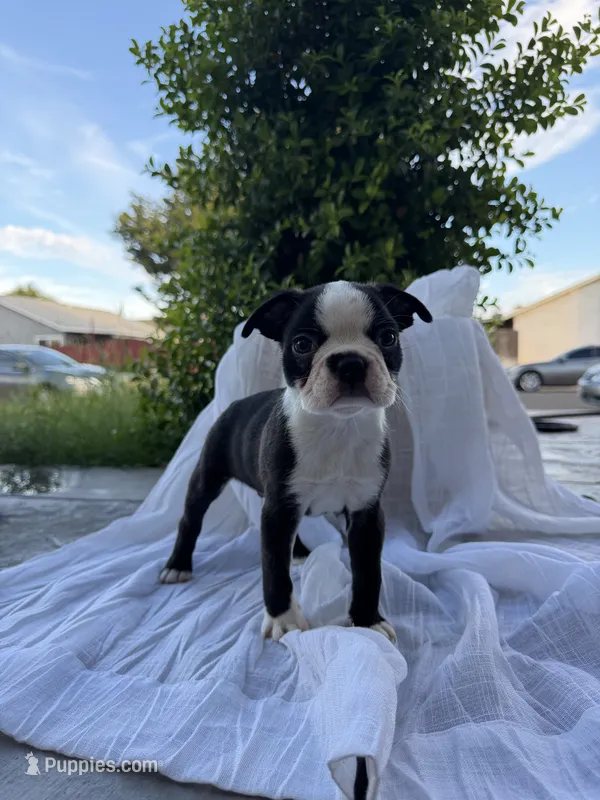 Rocky CKC – Boston Terrier puppy for sale in Ceres, CA