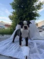 Rocky CKC, a male Boston Terrier for sale in Ceres, CA – 1 of 9