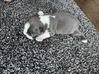 Lily CKC, a female Boston Terrier for sale in Ceres, CA – 5 of 6