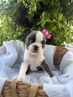 Lily CKC, a female Boston Terrier for sale in Ceres, CA – 1 of 9