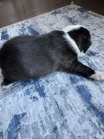 Rocky CKC, a male Boston Terrier for sale in Ceres, CA – 3 of 6