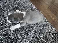 Ava CKC, a female Boston Terrier for sale in Ceres, CA – 3 of 8