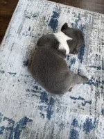 Rose CKC, a female Boston Terrier for sale in Ceres, CA – 3 of 6