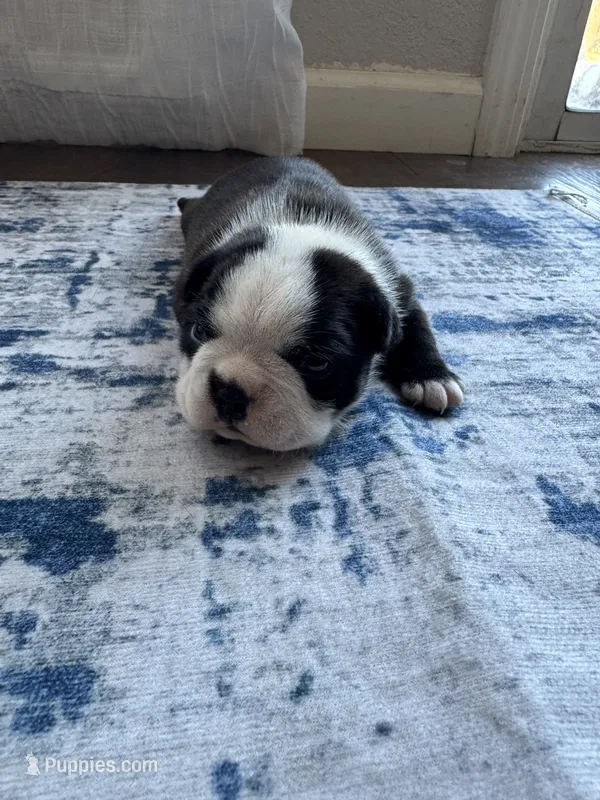 Rocky CKC – Boston Terrier puppy for sale in Ceres, CA