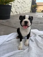 Maple CKC, a female Boston Terrier for sale in Ceres, CA – 2 of 8