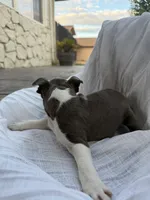 Ivy  CKC, a female Boston Terrier for sale in Ceres, CA – 9 of 9