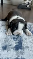 Daisy CKC, a female Boston Terrier for sale in Ceres, CA – 5 of 7