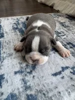 Ivy CKC, a female Boston Terrier for sale in Ceres, CA – 2 of 8