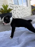 Rocky CKC, a male Boston Terrier for sale in Ceres, CA – 6 of 9