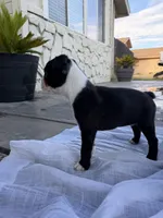 Rocky CKC, a male Boston Terrier for sale in Ceres, CA – 5 of 9