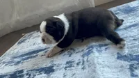 Daisy CKC, a female Boston Terrier for sale in Ceres, CA – 4 of 7