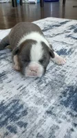 Max CKC, a male Boston Terrier for sale in Ceres, CA – 5 of 7