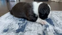 Daisy CKC, a female Boston Terrier for sale in Ceres, CA – 7 of 7