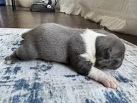 Rose CKC, a female Boston Terrier for sale in Ceres, CA – 6 of 6