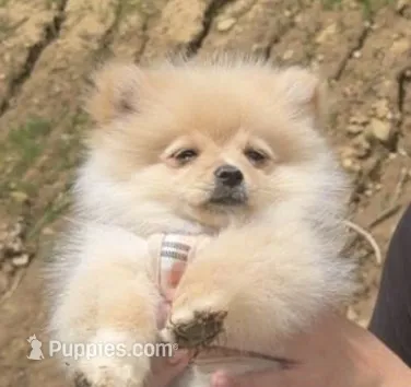 Taco – Pomeranian puppy for sale in La Crosse, WI