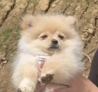 Taco, a male Pomeranian for sale in La Crosse, WI – 1 of 1