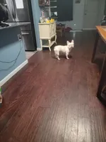 Bella, a female French Bulldog for sale in Brooksville, FL – Photo 9 of 10