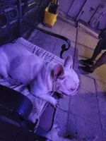 Bella, a female French Bulldog for sale in Brooksville, FL – Photo 3 of 10