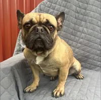 ❤️AKC Hope🐶, a female French Bulldog for sale in Brooksville, FL – Photo 1 of 7