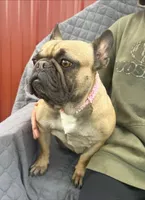 ❤️AKC Hope🐶, a female French Bulldog for sale in Brooksville, FL – Photo 5 of 7