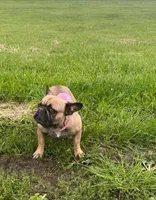 ❤️AKC Hope🐶, a female French Bulldog for sale in Brooksville, FL – Photo 7 of 7