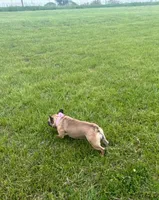 ❤️AKC Hope🐶, a female French Bulldog for sale in Brooksville, FL – Photo 6 of 7