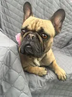 ❤️AKC Hope🐶, a female French Bulldog for sale in Brooksville, FL – Photo 3 of 7